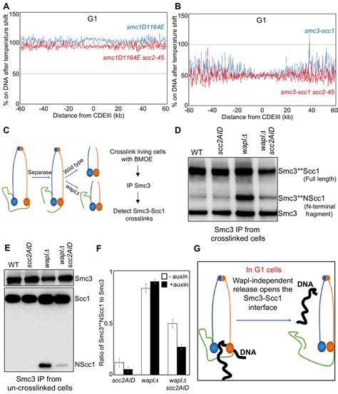 cbtfrolling|Controlling mechanism of the Scc2.